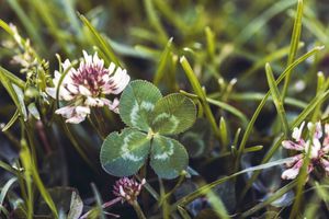La chance : une fleur, un trèfle ou un sou ?